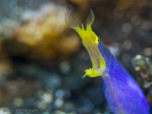 Ribbon in ambient light  
I spotted this eel at the end ... by Iyad Suleyman 